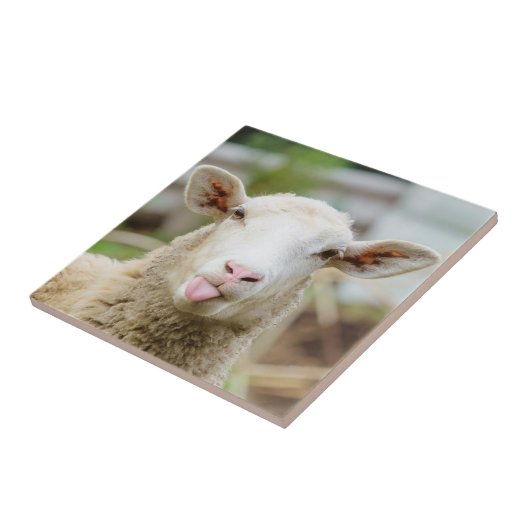 羊は舌を出す タイル (側面)