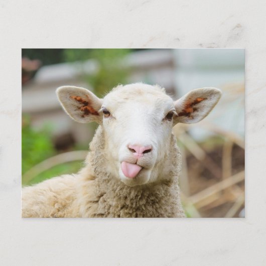 羊は舌を出す ポストカード (正面)