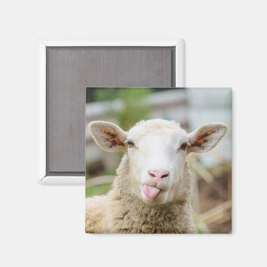 羊は舌を出す マグネット (正面/裏面)