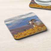 羊オヴィスダリラム コースター (左側)