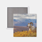 羊オヴィスダリラム マグネット (正面/裏面)