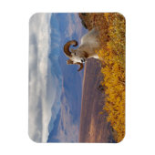 羊オヴィスダリラム マグネット (縦)