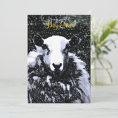 羊招待状 (スタンド正面)