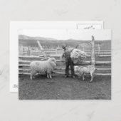 羊毛の束を持ち上げる少年 ポストカード (正面/裏面)
