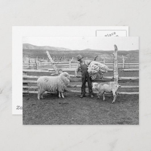 羊毛の束を持ち上げる少年 ポストカード (正面/裏面)