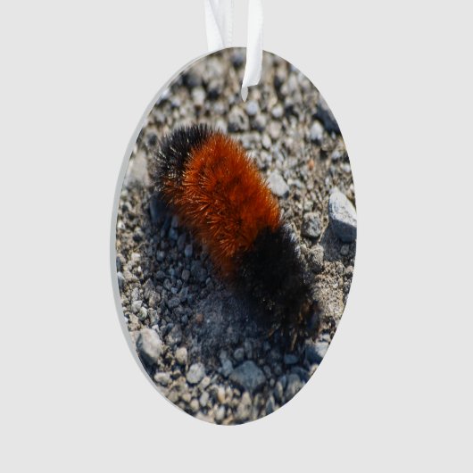 羊毛質くま オーナメント (正面)