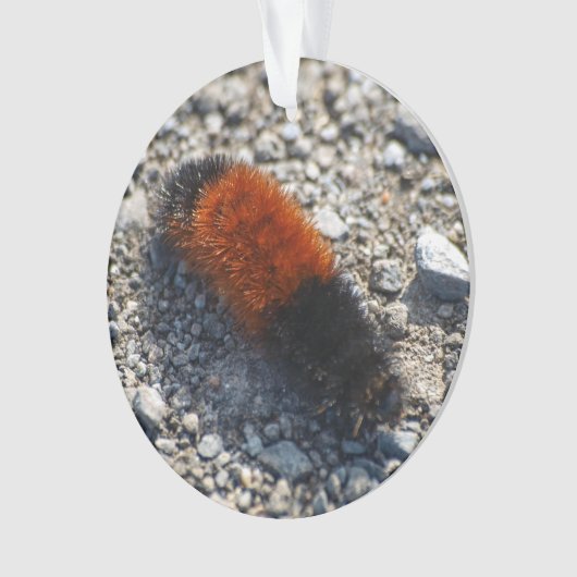 羊毛質くま オーナメント (正面)