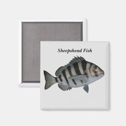 羊毛魚 マグネット (正面/裏面)