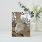 羊毛 ポストカード (スタンド正面)