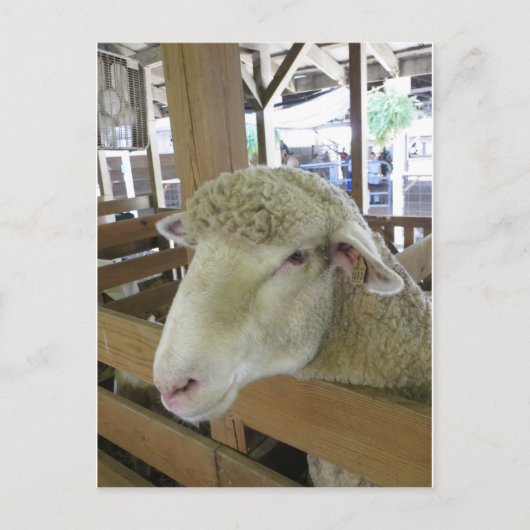 羊毛 ポストカード (正面)