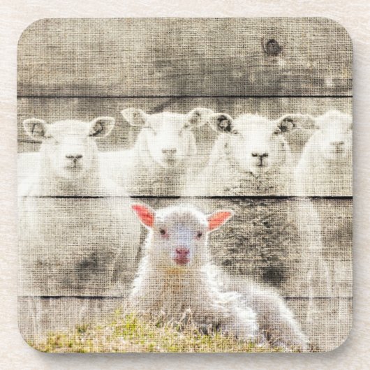 羊素朴ベビーラムバーラップ コースター (正面)