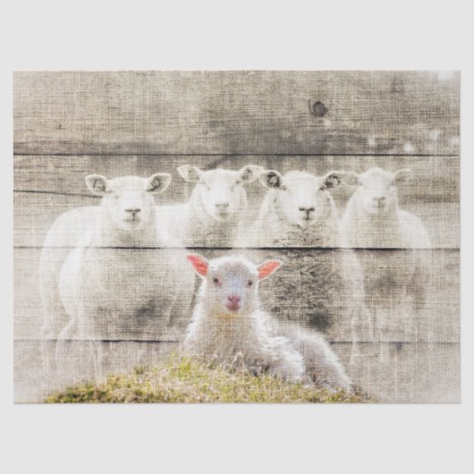 羊素朴ベビーラムバーラップ 薄葉紙 (正面)