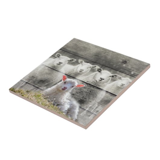 羊群ベビーラム タイル (側面)