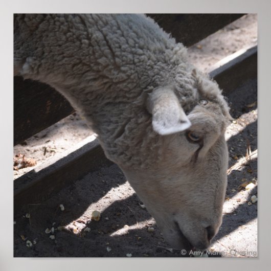 羊食べ物のポップコーン ポスター (正面)