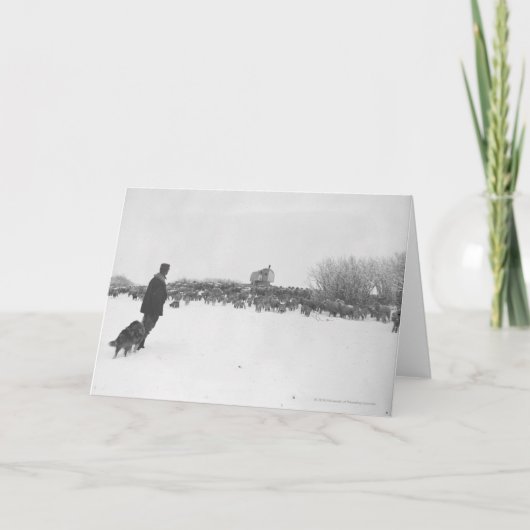 羊飼いと羊のキャンプの犬 カード (正面)