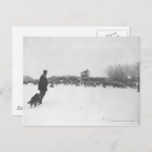 羊飼いと羊のキャンプの犬 ポストカード (正面/裏面)