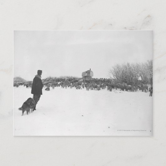 羊飼いと羊のキャンプの犬 ポストカード (正面)