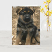 羊飼いの子犬の挨拶状 カード (黄色い花)