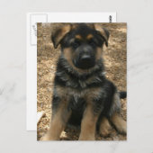 羊飼いの子犬の郵便はがき ポストカード (正面/裏面)