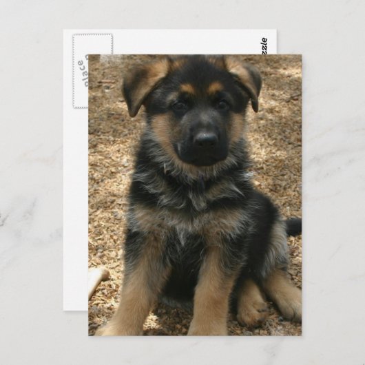 羊飼いの子犬の郵便はがき ポストカード (正面/裏面)