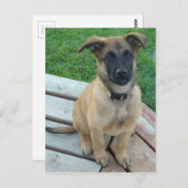 羊飼いのMalinoisベルギーの犬 ポストカード (正面/裏面)