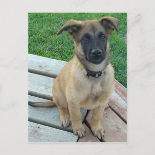 羊飼いのMalinoisベルギーの犬 ポストカード