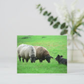 羊飼い ポストカード (スタンド正面)