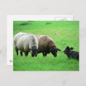 羊飼い ポストカード (正面/裏面)