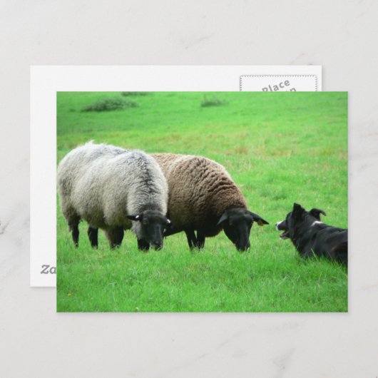 羊飼い ポストカード (正面/裏面)