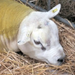 羊<br><div class="desc">美しいテクセルの羊の写真デザイン。</div>