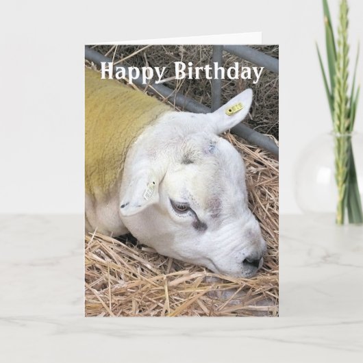 羊 カード (正面)