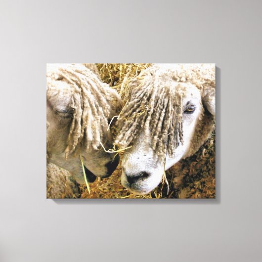 羊 キャンバスプリント (正面)
