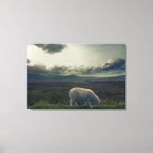 羊 キャンバスプリント (正面)