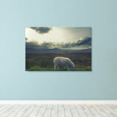 羊 キャンバスプリント (インサイチュ (ウッドフロア))