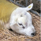 羊 キャンバスプリント