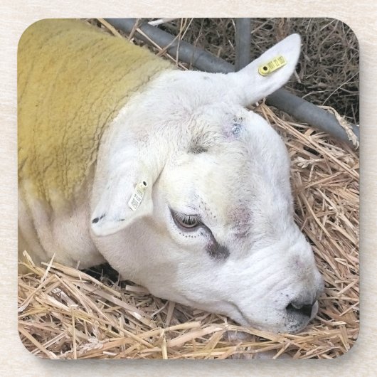 羊 コースター (正面)