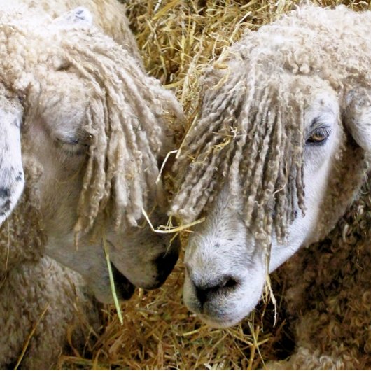 羊 ゴルフボール