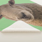 羊 シェルパブランケット (3/4)