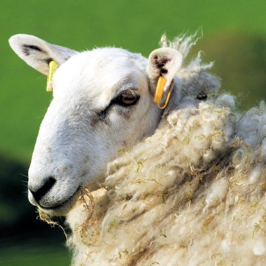 羊 ジグソーパズル