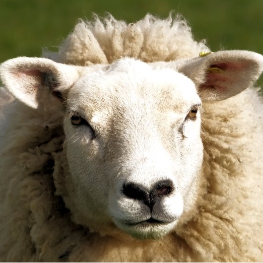 羊 ジグソーパズル