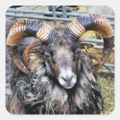 羊 スクエアシール (正面)