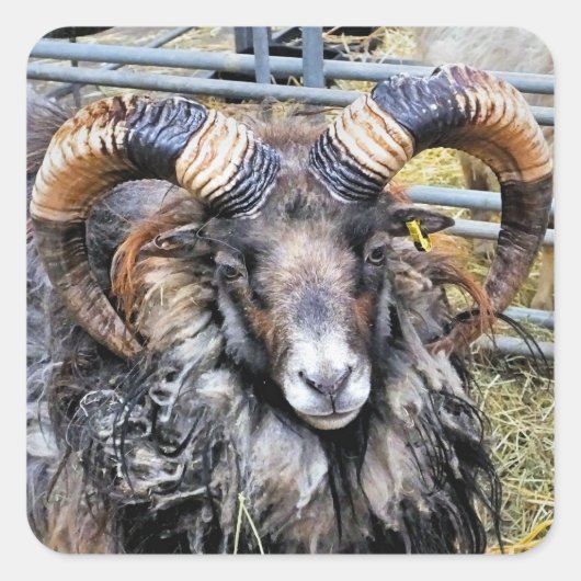 羊 スクエアシール (正面)