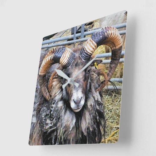 羊 スクエア壁時計 (傾斜)