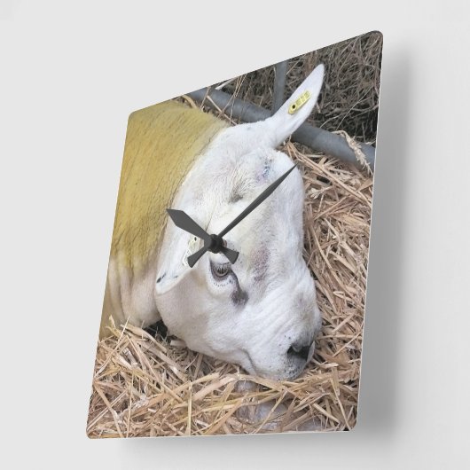 羊 スクエア壁時計 (傾斜)