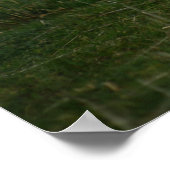 羊 – スコットランド ポスター (角)