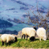 羊 スタンダードエプロン