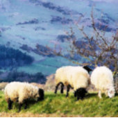 羊 スタンダードカクテルナプキン