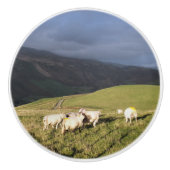 羊 セラミックノブ (正面)