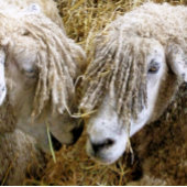 羊 セラミックノブ