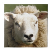 羊 タイル (正面)